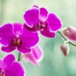 orchid wedding bouquet meaning
